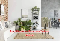 Best Plants to Decorate Indoor Spaces